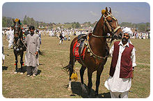 Horse-Cattle Show