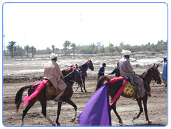 Shikarpur Horses