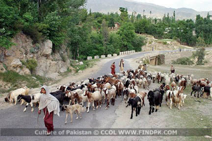 Culture of Pakistan (28)