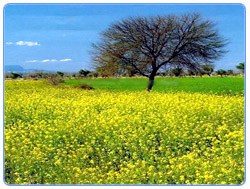 Mianwali Mustard Fields