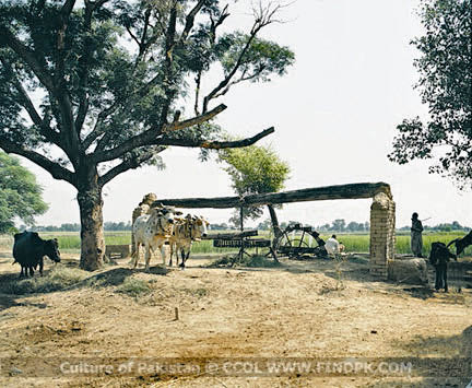 Culture of Pakistan (101)