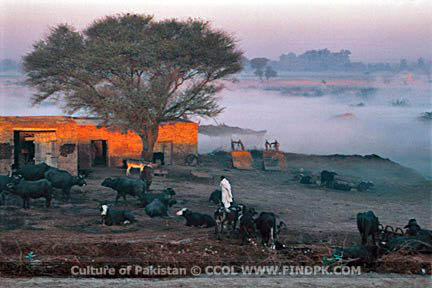 Culture of Pakistan (103)