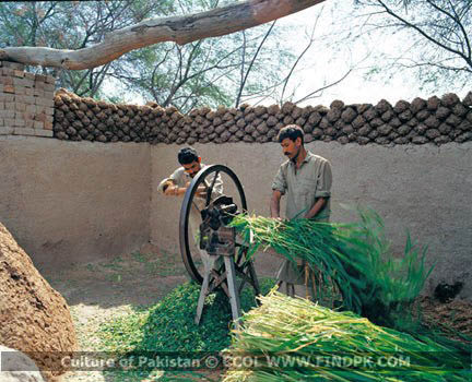 Culture of Pakistan (161)