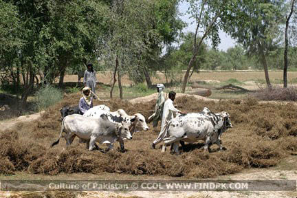 Culture of Pakistan (22)