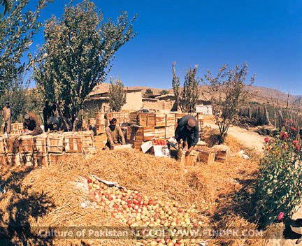 Culture of Pakistan (226)