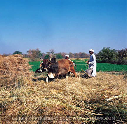 Culture of Pakistan (236)