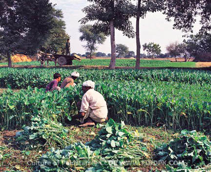 Culture of Pakistan (241)