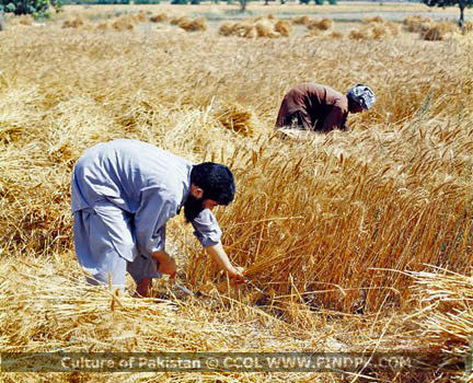 Culture of Pakistan (242)