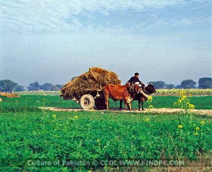 Culture of Pakistan (247)