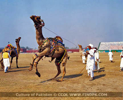 Culture of Pakistan (248)