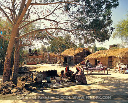 Culture of Pakistan (249)