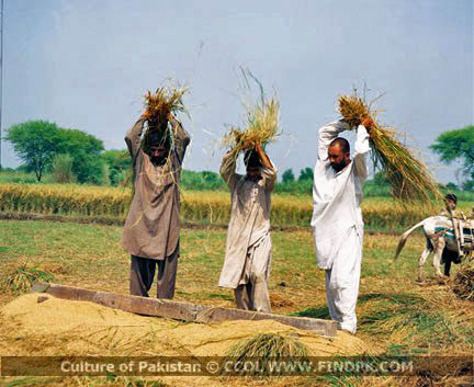 Culture of Pakistan (251)