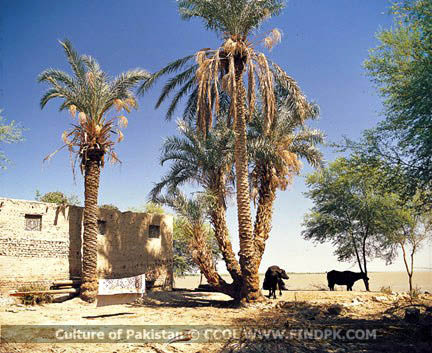 Culture of Pakistan (254)