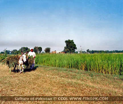 Culture of Pakistan (257)