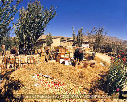 Culture of Pakistan (263)