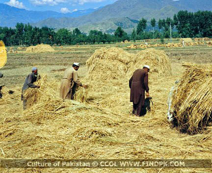 Culture of Pakistan (264)