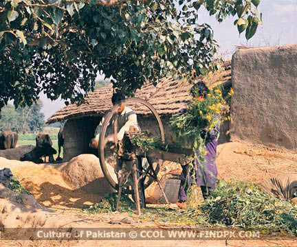 Culture of Pakistan (281)