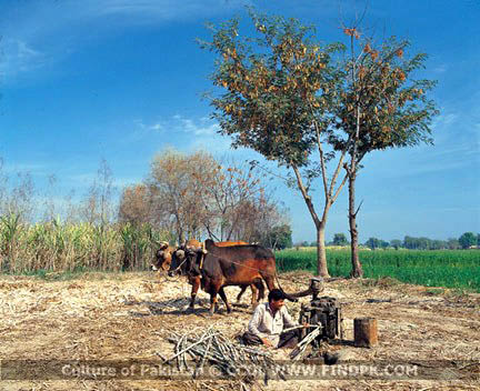 Culture of Pakistan (283)