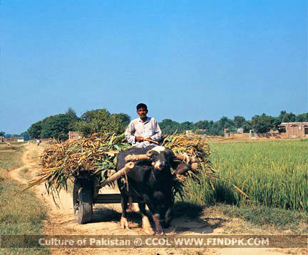 Culture of Pakistan (288)