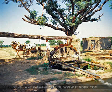 Culture of Pakistan (291)