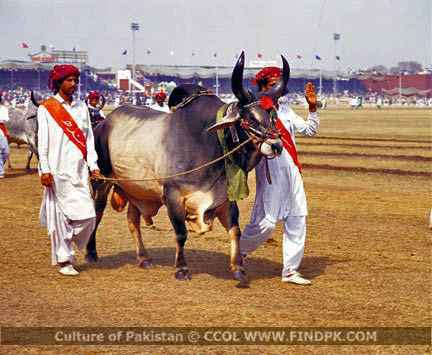 Culture of Pakistan (47)