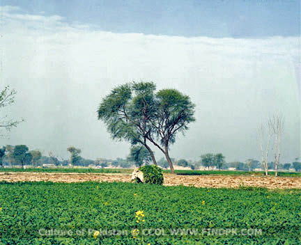 Culture of Pakistan (96)