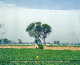 Culture of Pakistan (96)