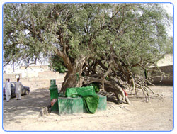 Grave of Baddal Shah under a Jalh Tree
