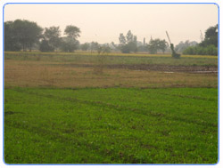 Green Fields of Gujrat