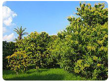 Mango Tree