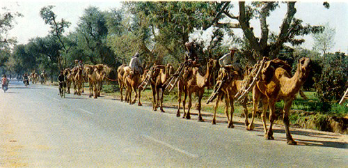 Camel Caravan