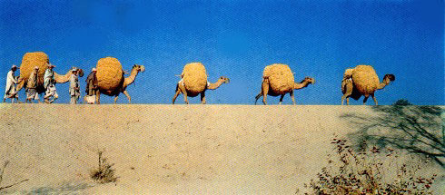 Caravan