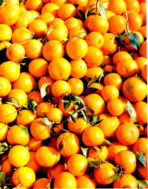 Oranges