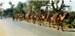 Camel Caravan