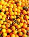 Oranges