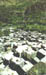 hunza
