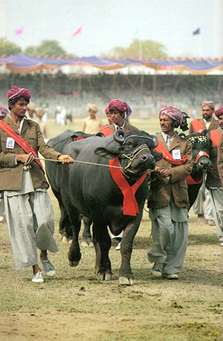 Photo Gallery of Punjab, Pakistan / horse_cattle